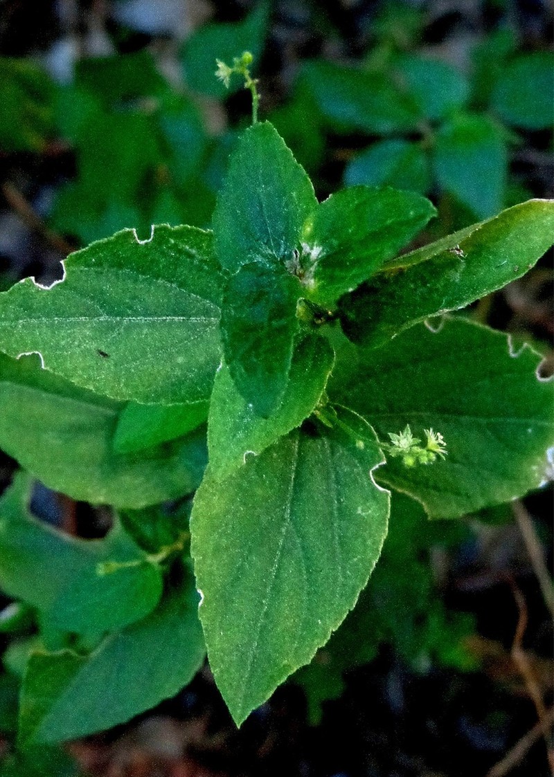Mexican Silverbush photo 3