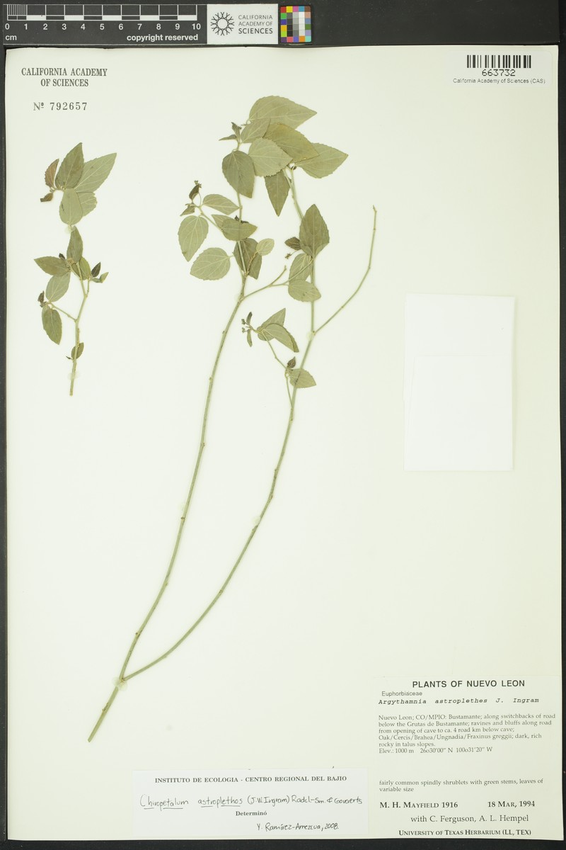 Mexican Silverbush photo 4