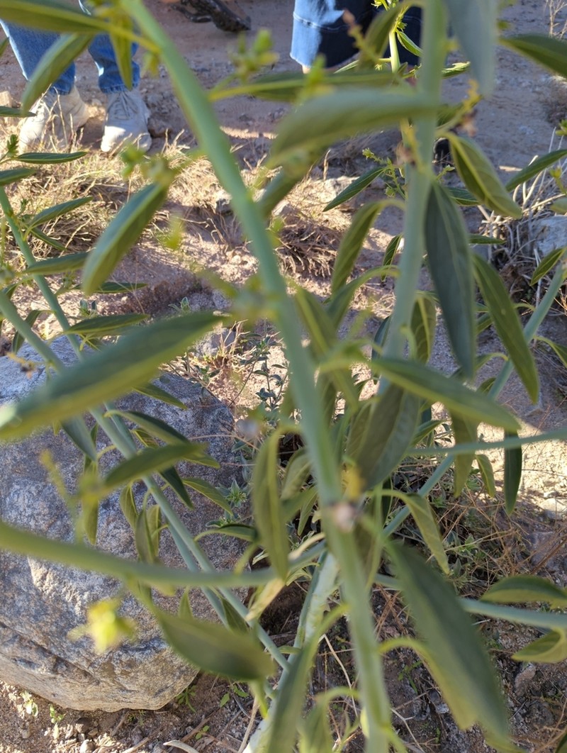 Sonoran Silverbush