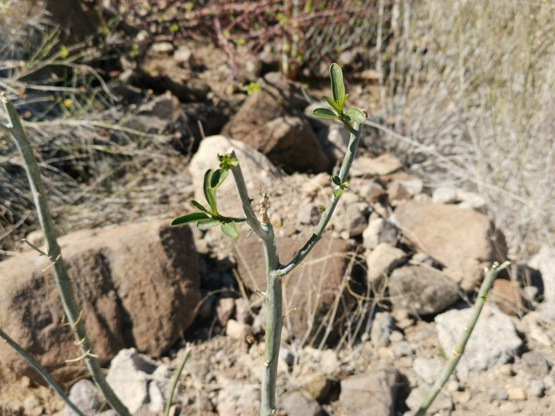 Sonoran Silverbush photo 2