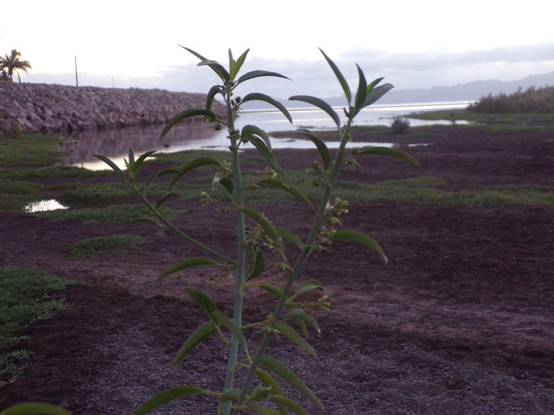 Sonoran Silverbush photo 3