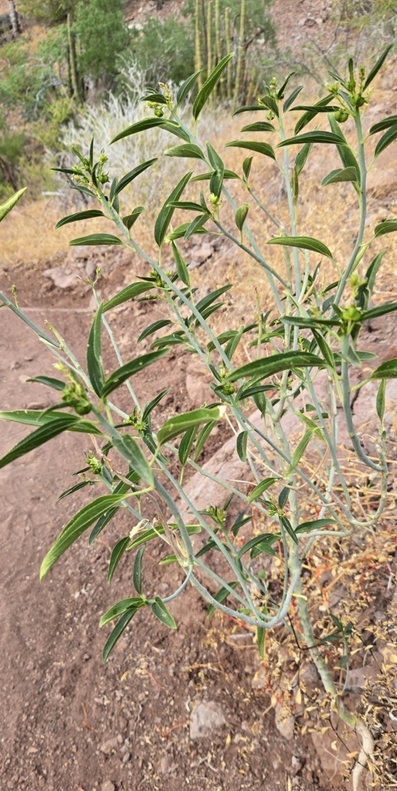 Sonoran Silverbush photo 4