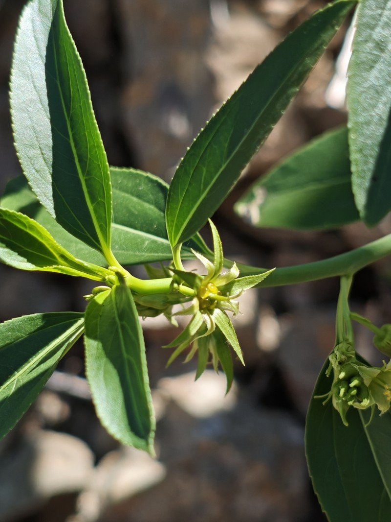 Sonoran Silverbush photo 5