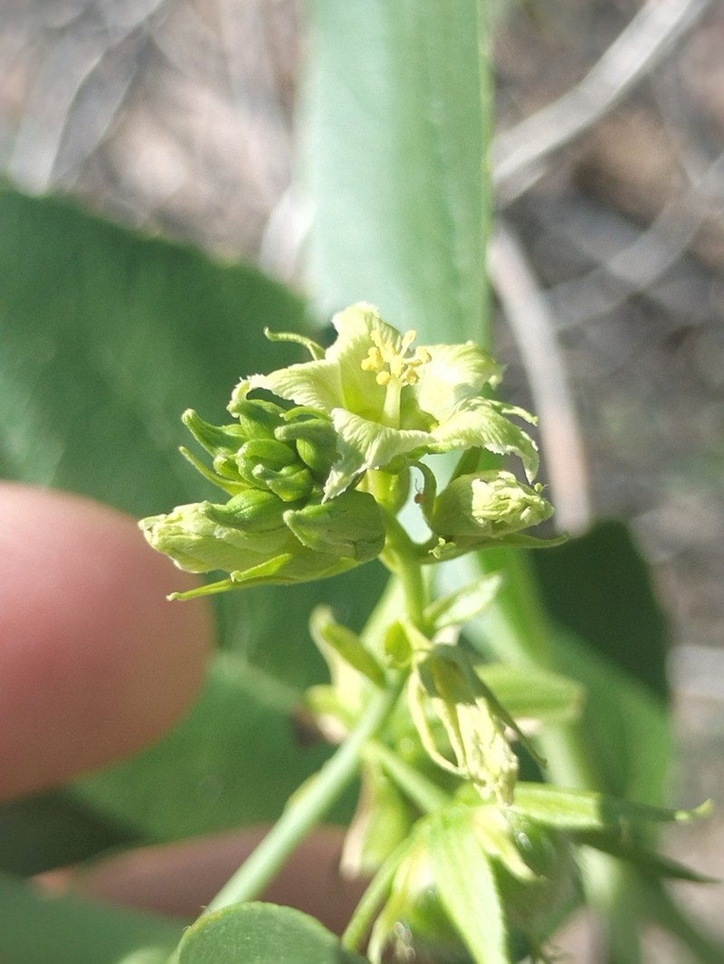 Sonoran Silverbush photo 6