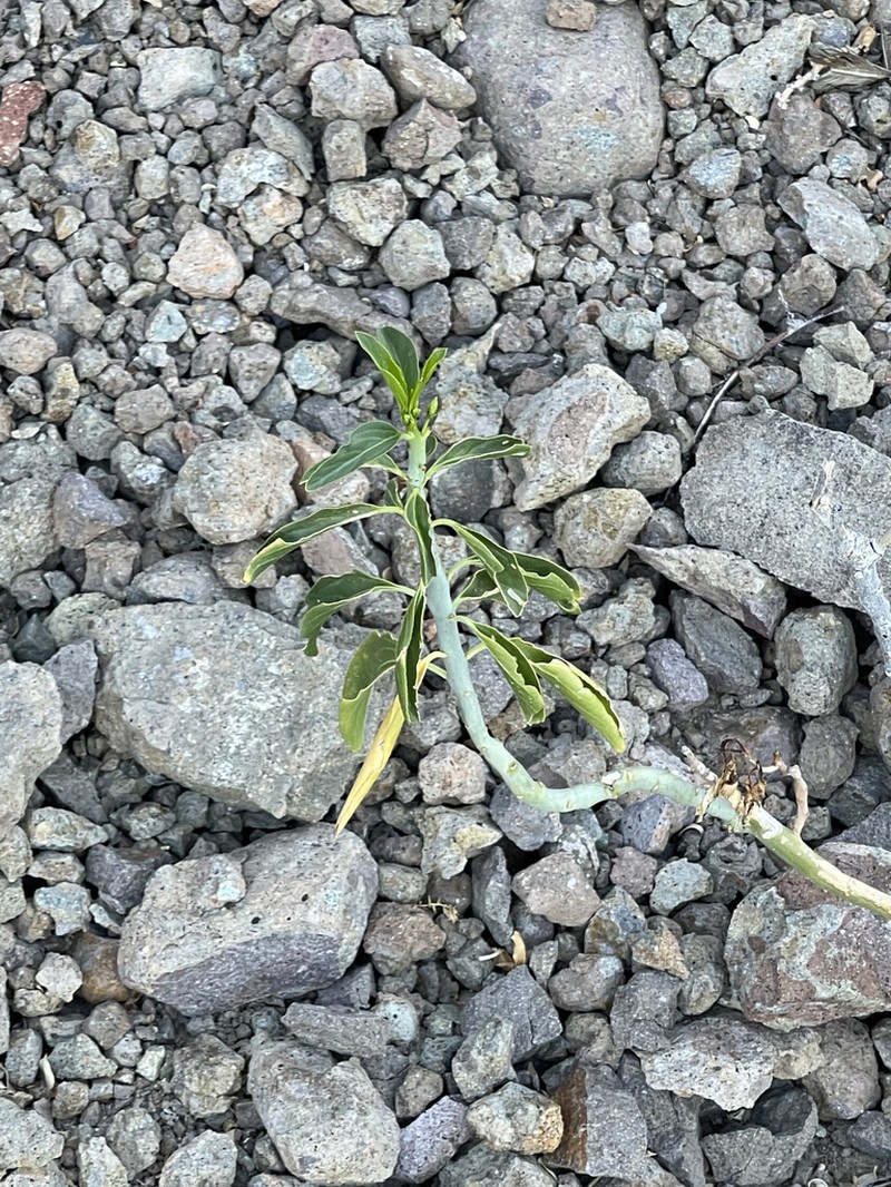 Sonoran Silverbush photo 7