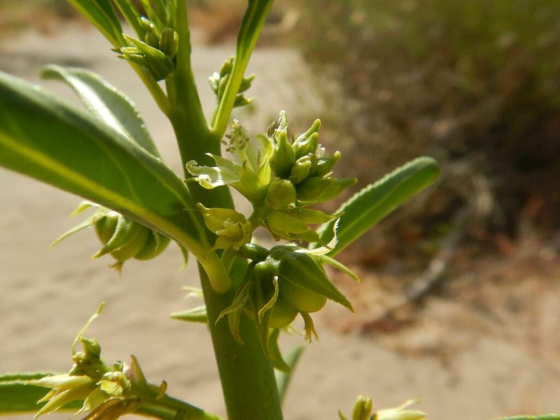 Sonoran Silverbush photo 8