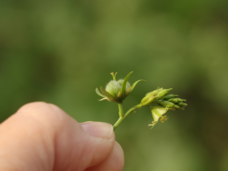 Argythamnia brandegeei var. intonsa photo 3