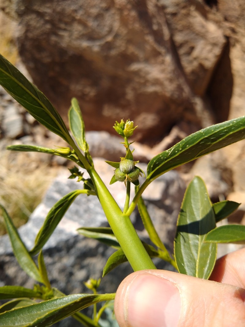 Argythamnia brandegeei var. intonsa photo 5