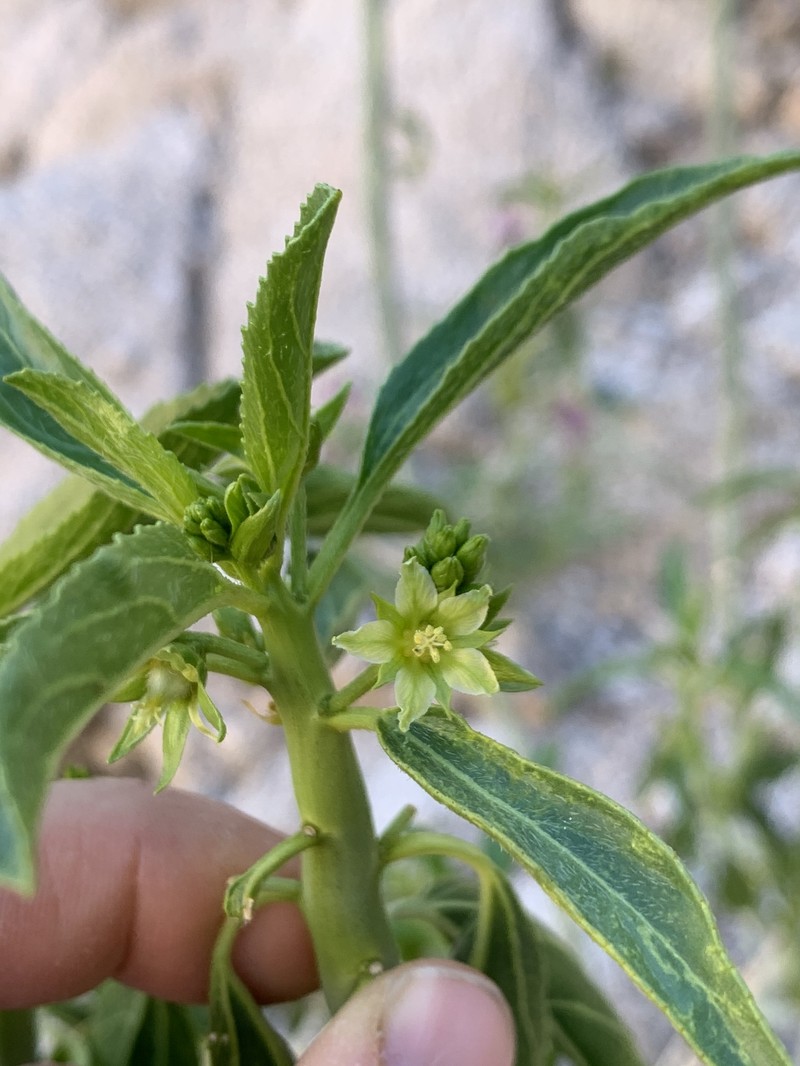 Argythamnia brandegeei var. intonsa photo 6
