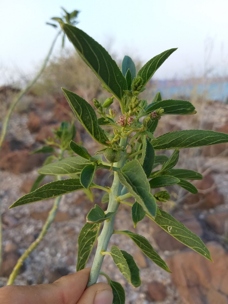 Argythamnia brandegeei var. intonsa photo 7