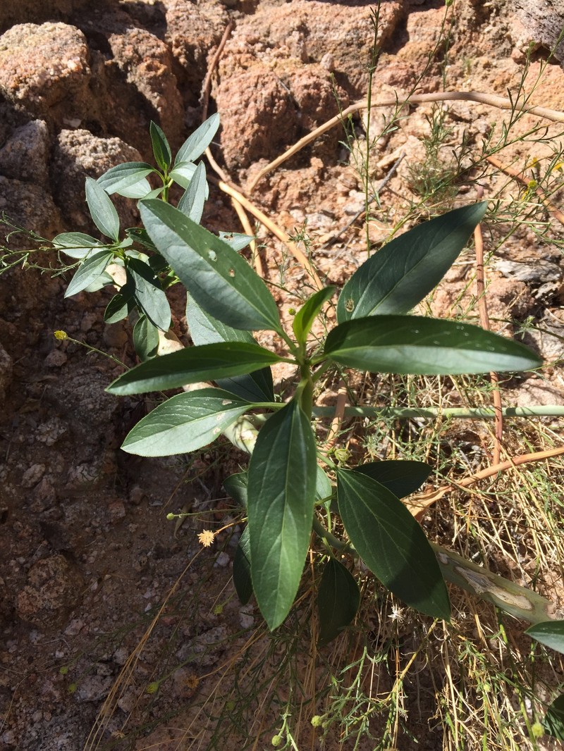 Argythamnia brandegeei var. intonsa photo 8