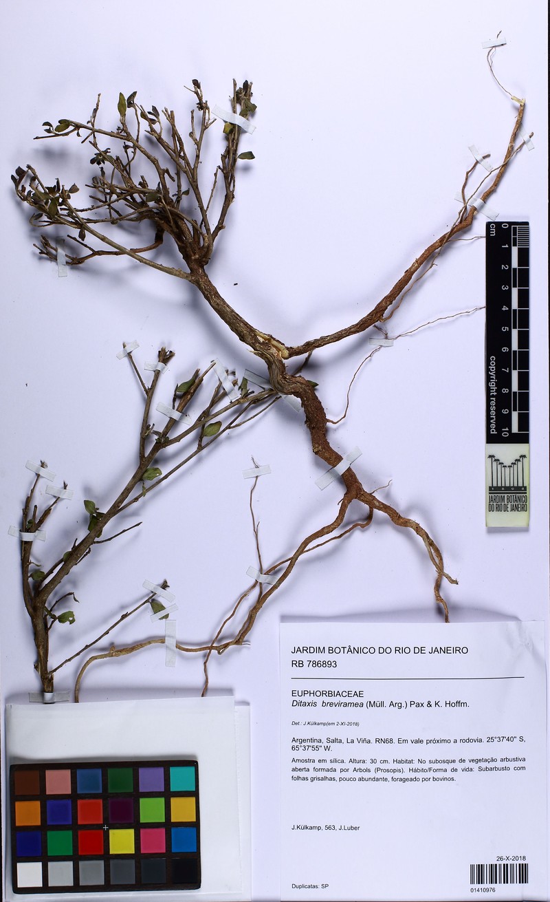 Argythamnia breviramea photo 2
