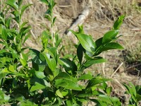 Sharpleaf Silverbush