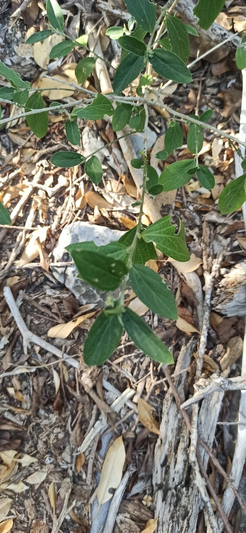 Sharpleaf Silverbush photo 2