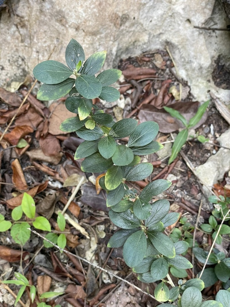 Sharpleaf Silverbush photo 3