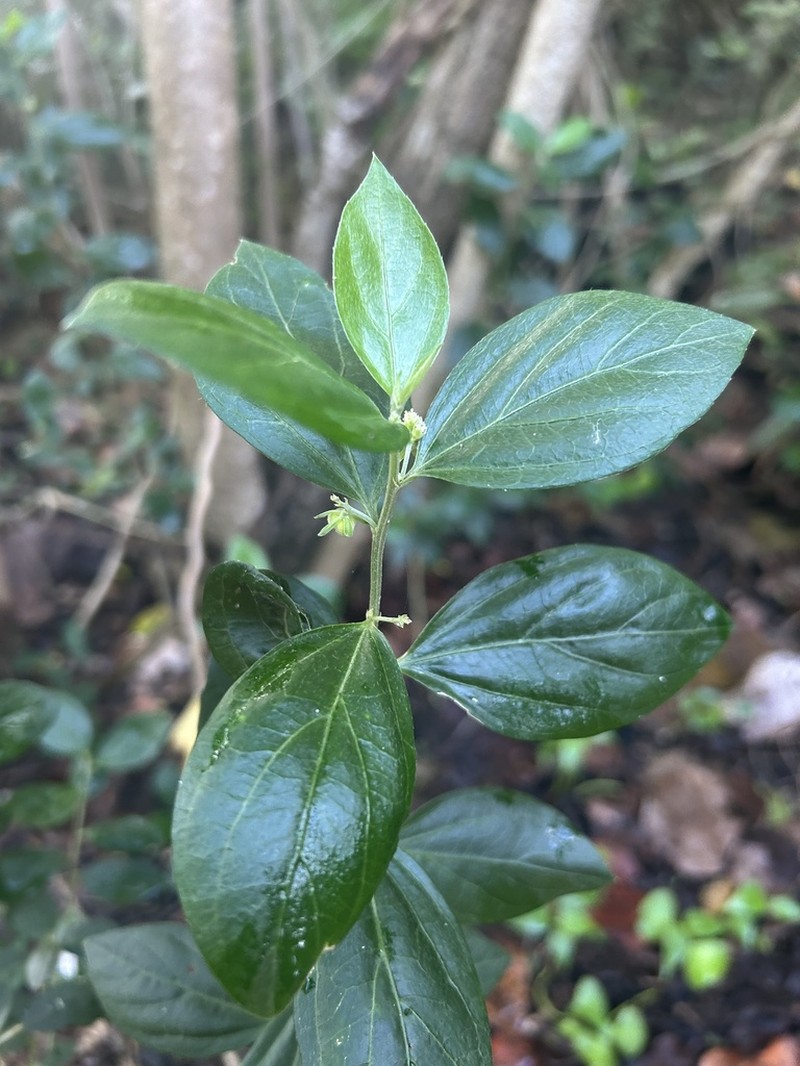Sharpleaf Silverbush photo 4