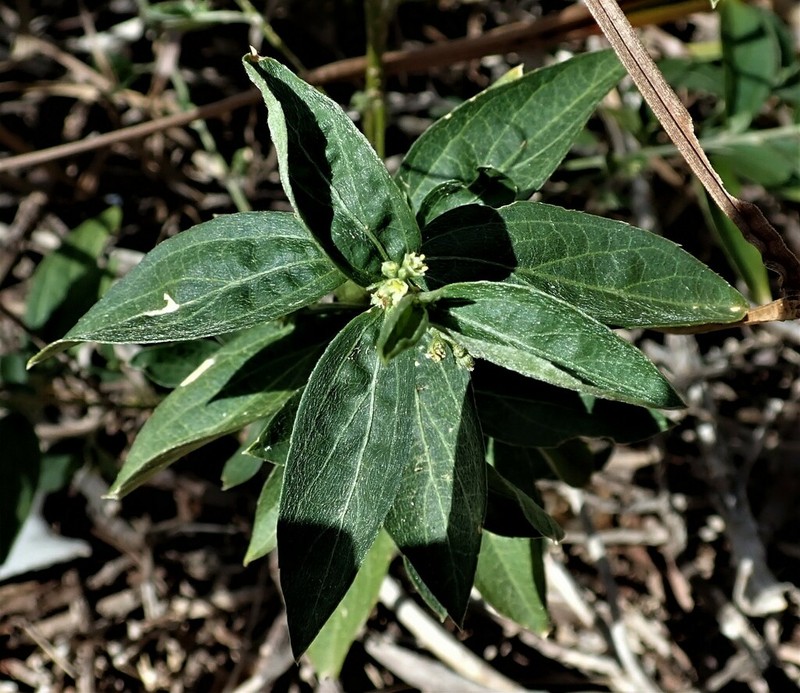 Sharpleaf Silverbush photo 5