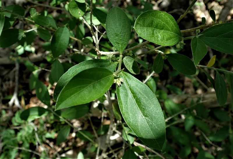 Sharpleaf Silverbush photo 6