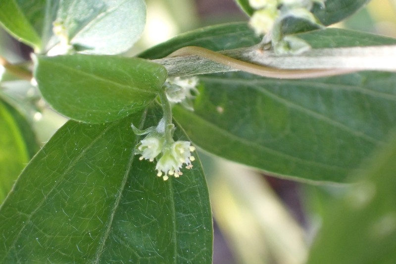 Sharpleaf Silverbush photo 8