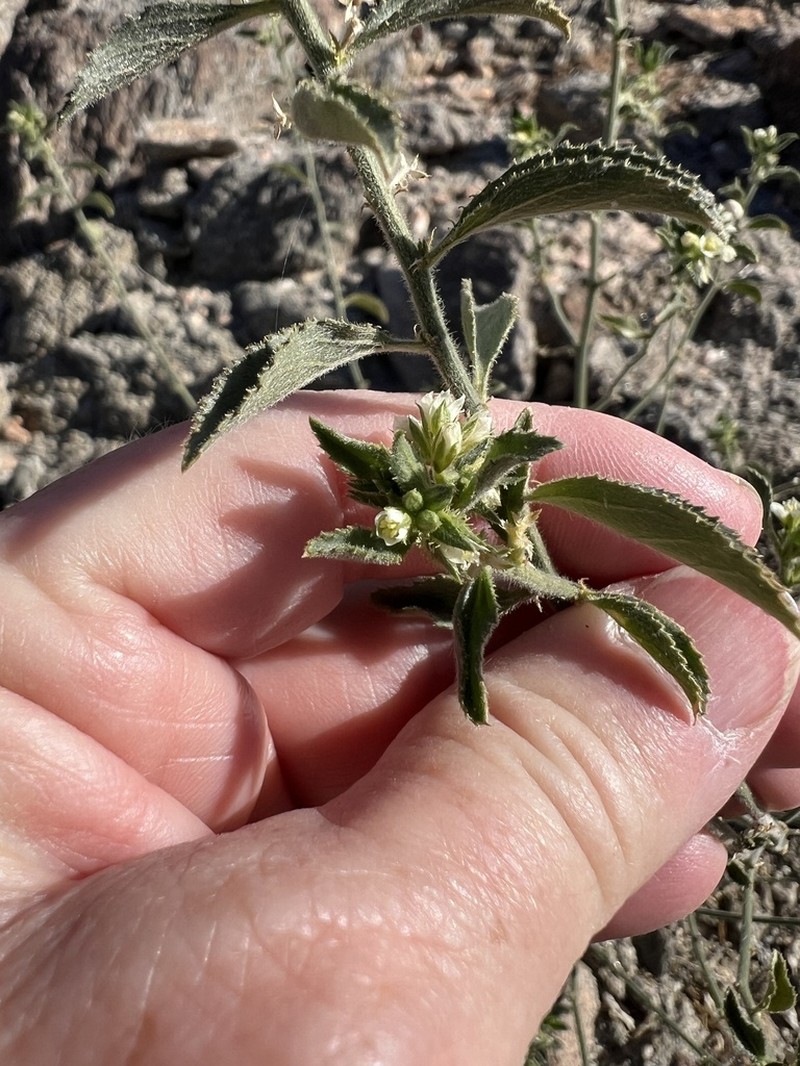 Desert Silverbush