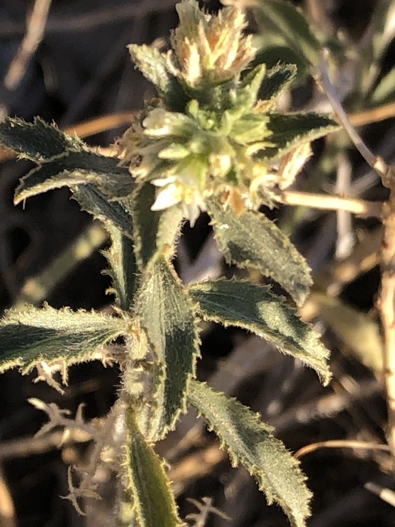Desert Silverbush photo 2