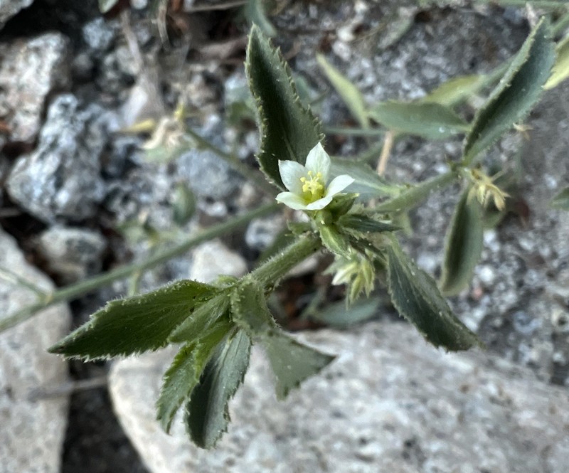 Desert Silverbush photo 3