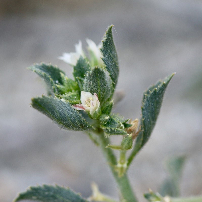 Desert Silverbush photo 4