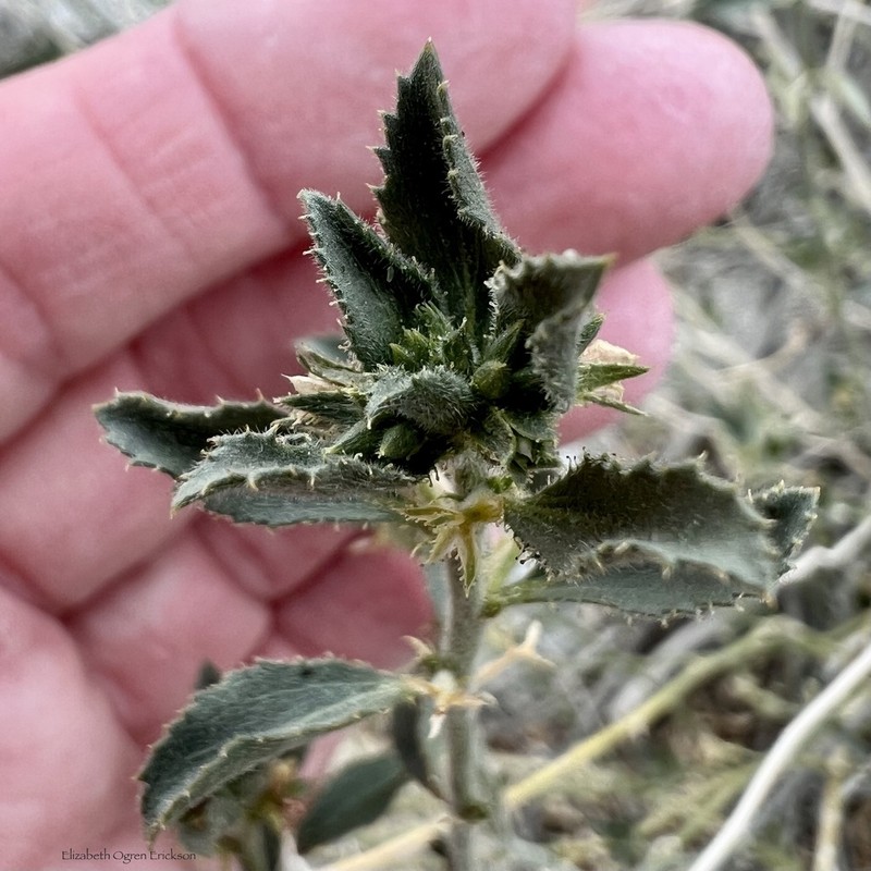 Desert Silverbush photo 5