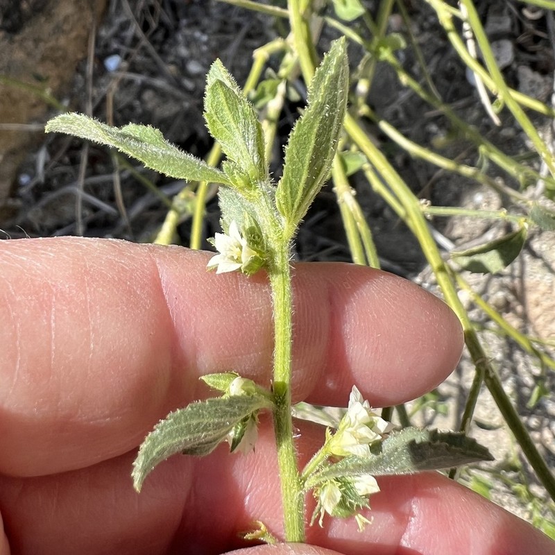 Desert Silverbush photo 6