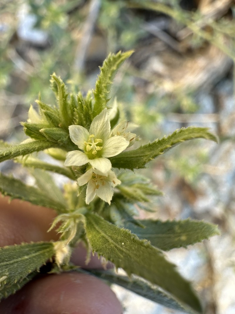 Desert Silverbush photo 7