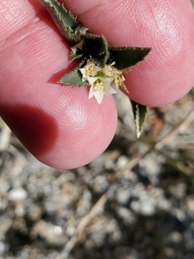 Desert Silverbush photo 8
