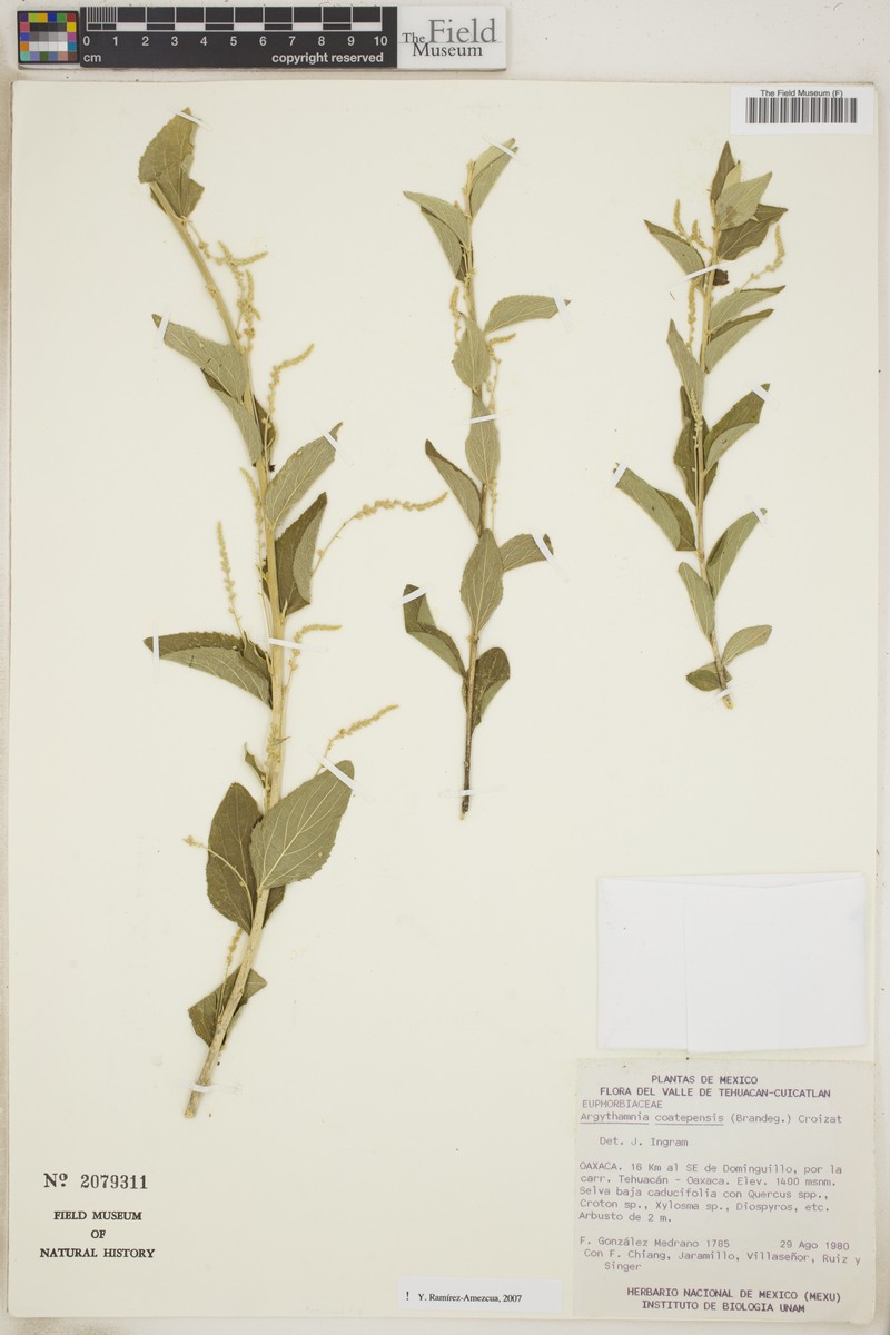 Argythamnia coatepensis