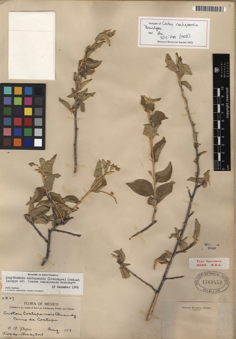 Argythamnia coatepensis photo 2