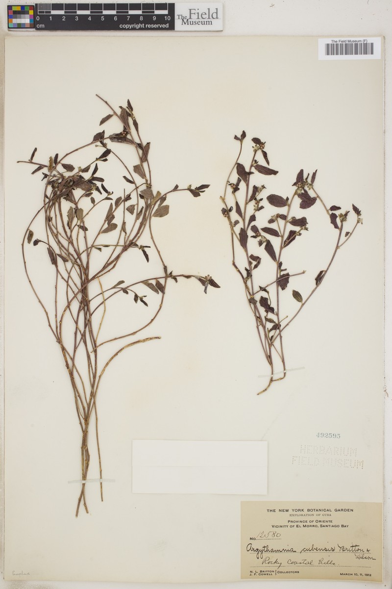 Argythamnia cubensis photo 2