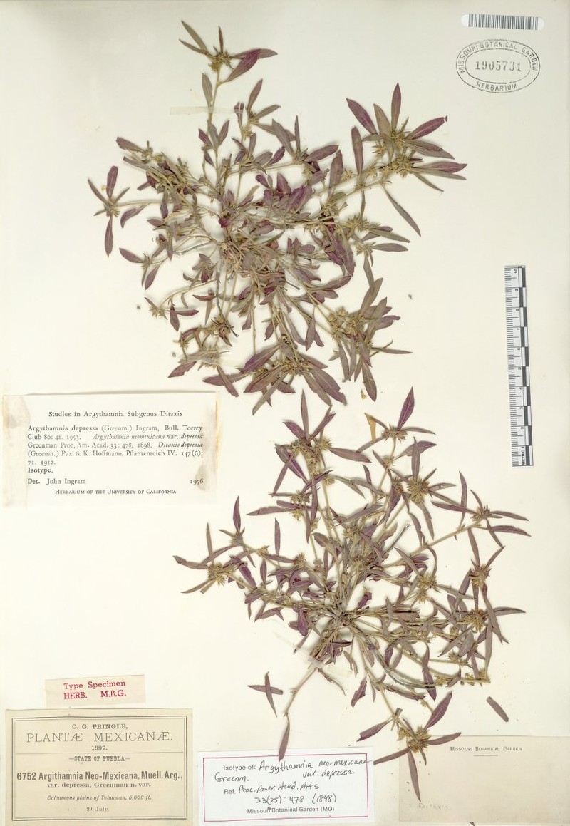 Argythamnia depressa