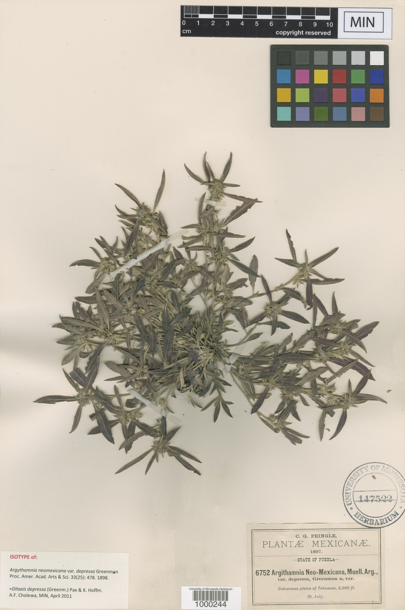 Argythamnia depressa