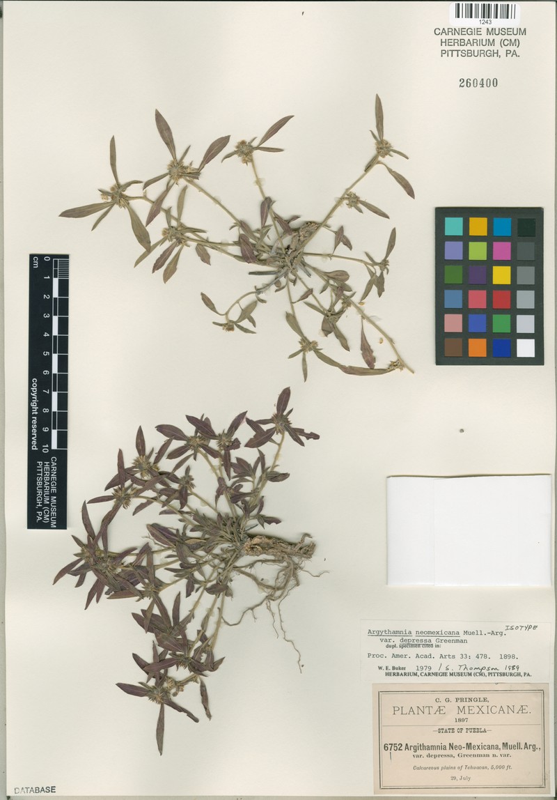 Argythamnia depressa photo 2