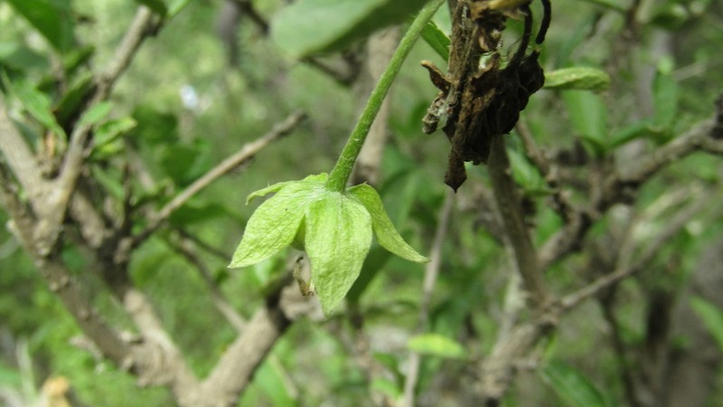 Argythamnia dioica