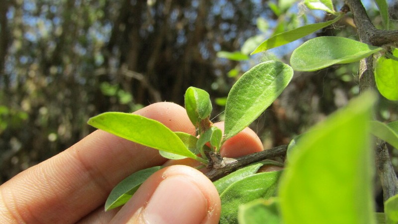 Argythamnia dioica photo 2