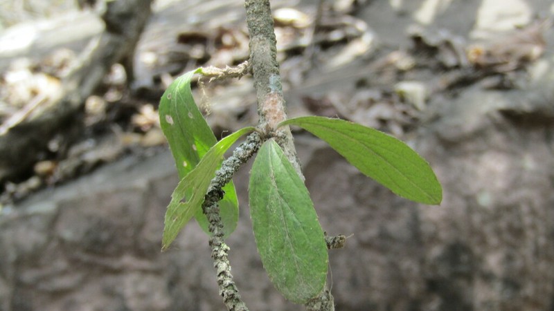 Argythamnia dioica photo 4