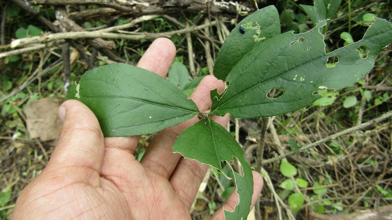 Argythamnia dioica photo 5