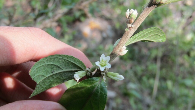 Argythamnia dioica photo 6
