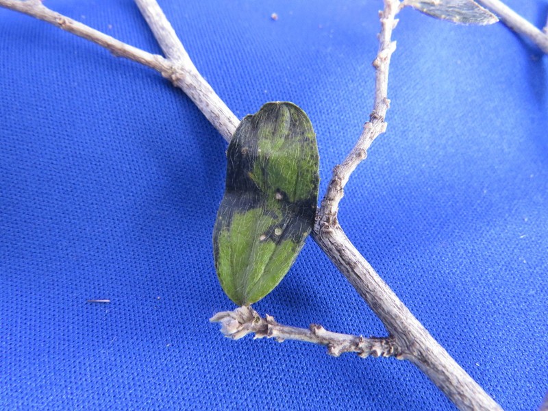 Argythamnia dioica photo 7