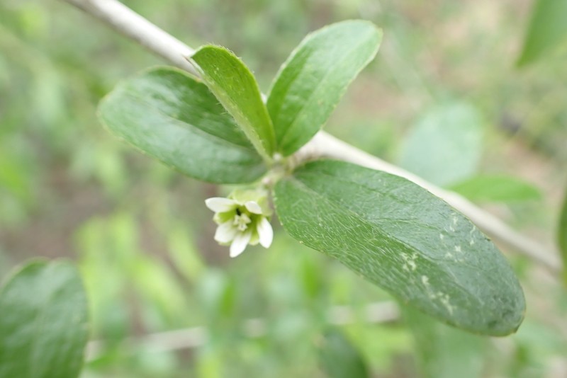 Argythamnia dioica photo 8