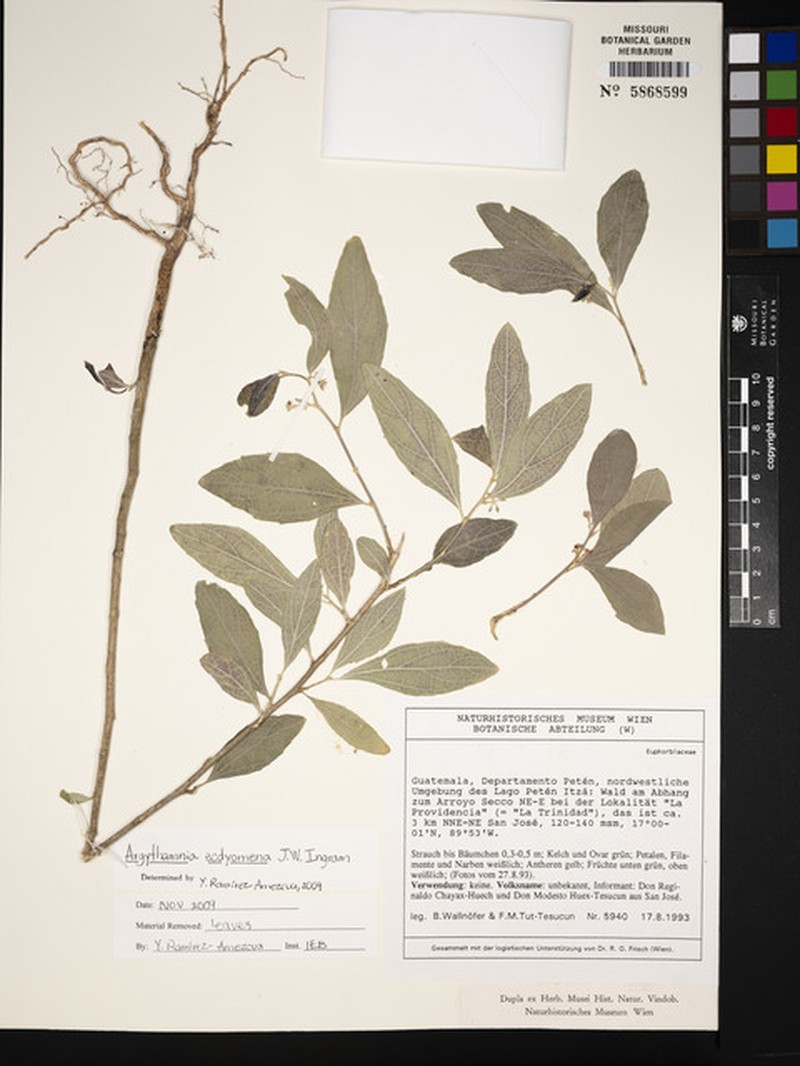 Argythamnia ecdyomena