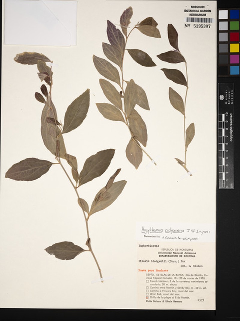Argythamnia ecdyomena photo 2