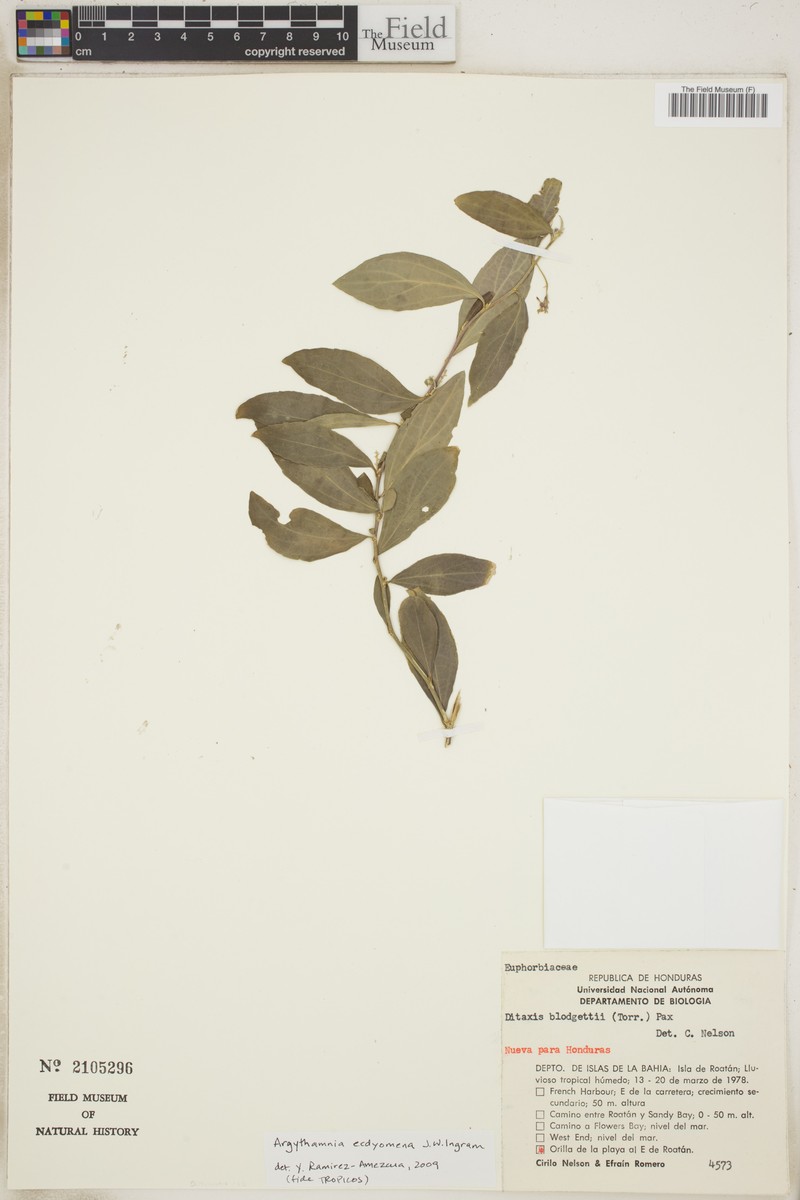 Argythamnia ecdyomena photo 3