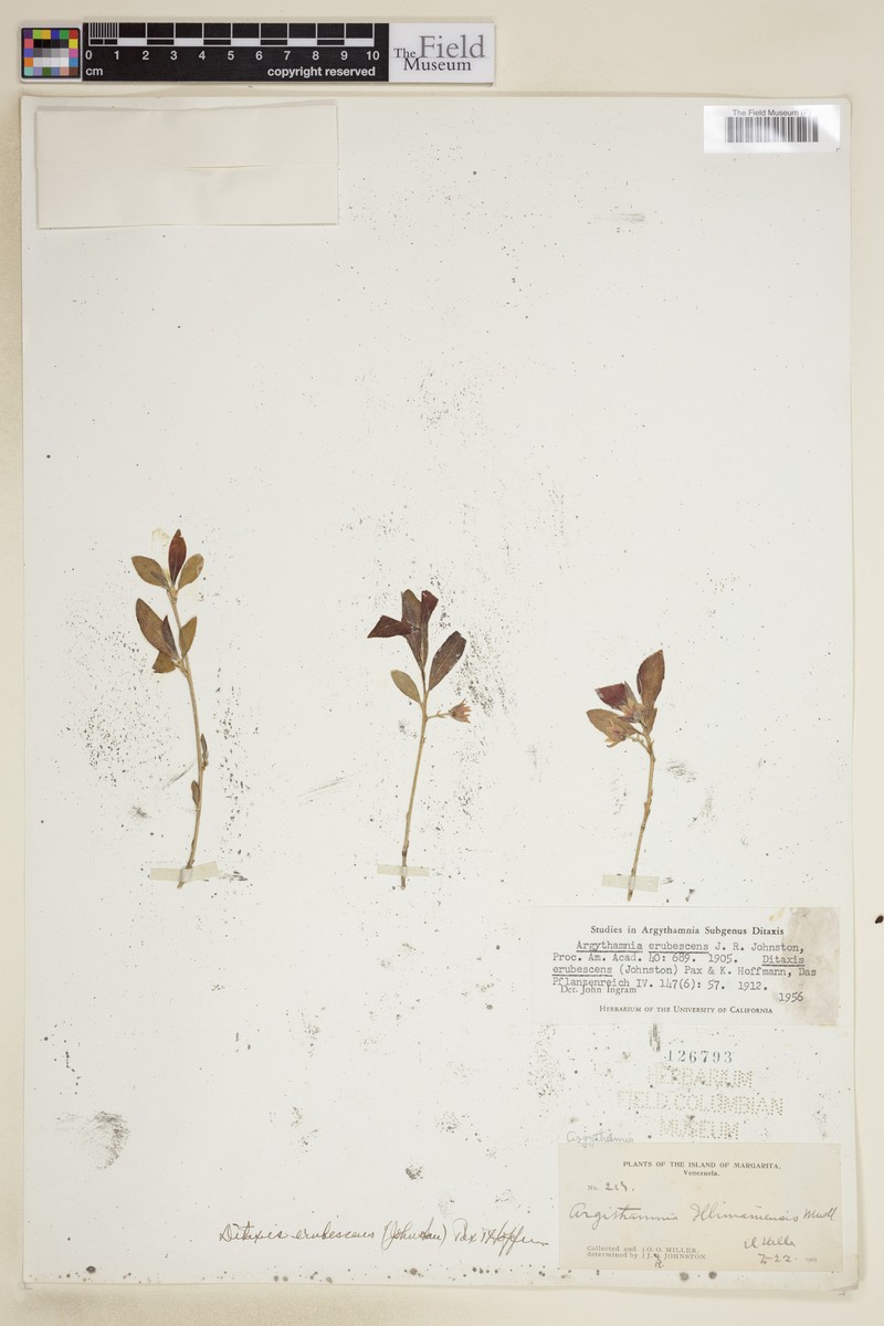 Argythamnia erubescens