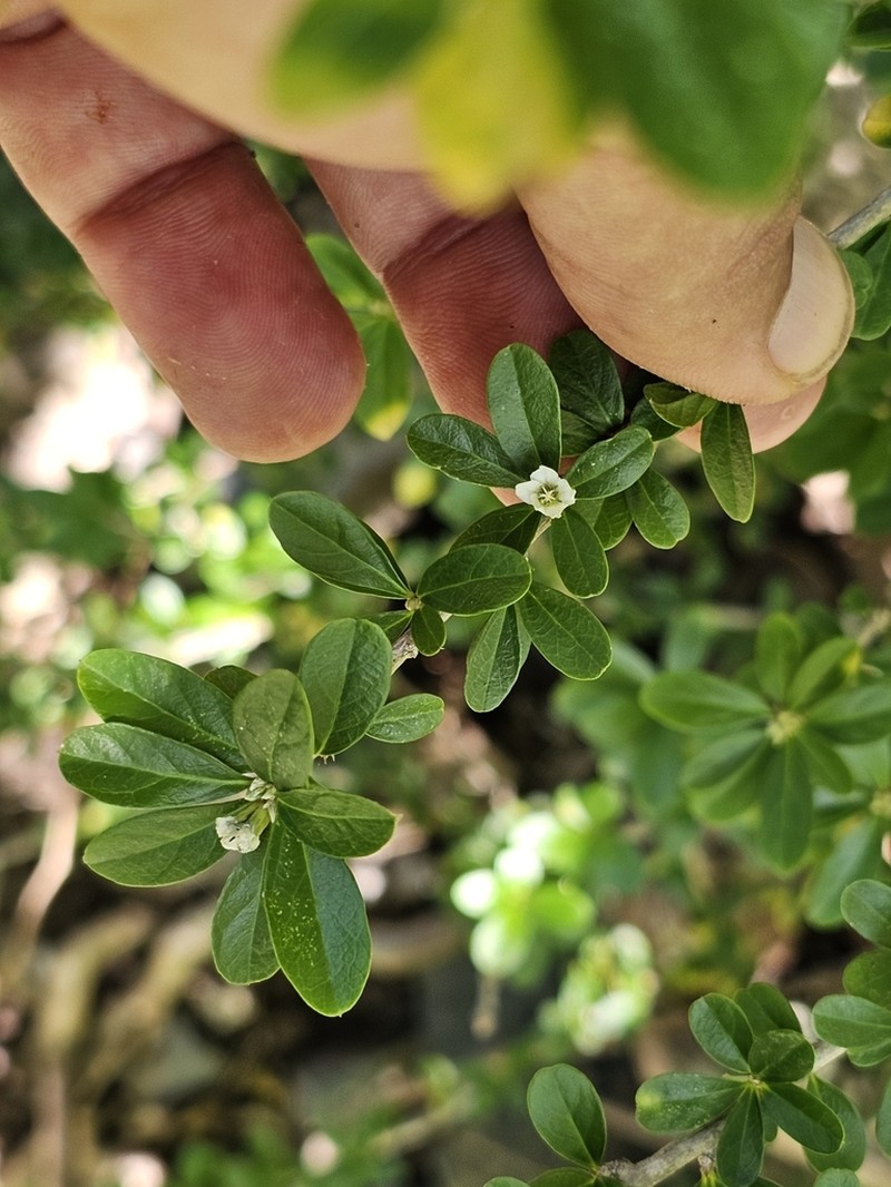 Broom Silverbush