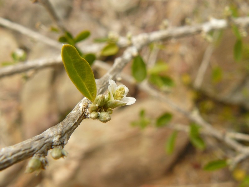 Broom Silverbush photo 2